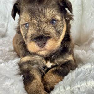 Adopted   "Bear"