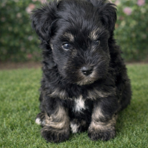 Black n Silver Boy