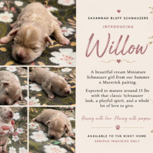 Willow