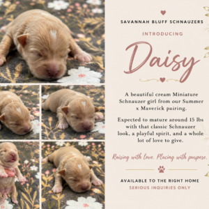 Daisy