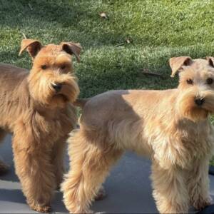 Cooper and Reba Red Siblings