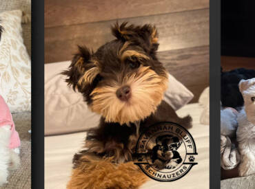 How to Choose a Reputable Miniature Schnauzer Breeder: An Expert Guide