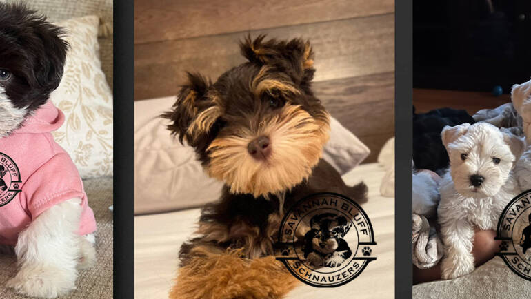 How to Choose a Reputable Miniature Schnauzer Breeder: An Expert Guide