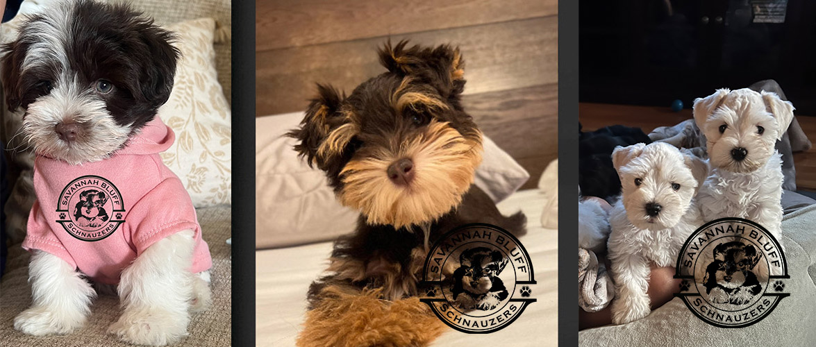 How to Choose a Reputable Miniature Schnauzer Breeder: An Expert Guide