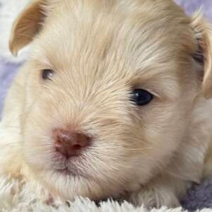 Dolly