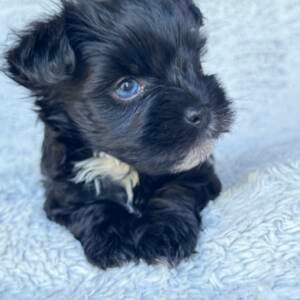 Maverick